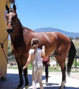 Rehabilitating horses - Ranch Siesta Los Rubios