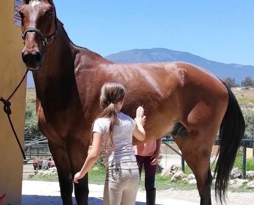 Ranch Siesta Los Rubios horse riding - for sale Lord