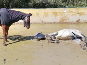 Ranch Siesta Los Rubios Estepona horse riding weather in Spain muddy horses