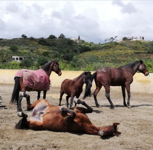 Ranch Siesta Los Rubios Estepona ruta de caballos horse riding stables