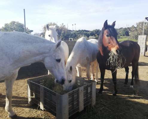 THE BEATLES John, Paul, Ringo & George at Ranch Siesta Los Rubios riding stables Estepona