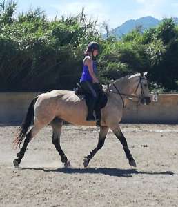 Ranch Siesta Los Rubios horse riding lessons restart after lockdown