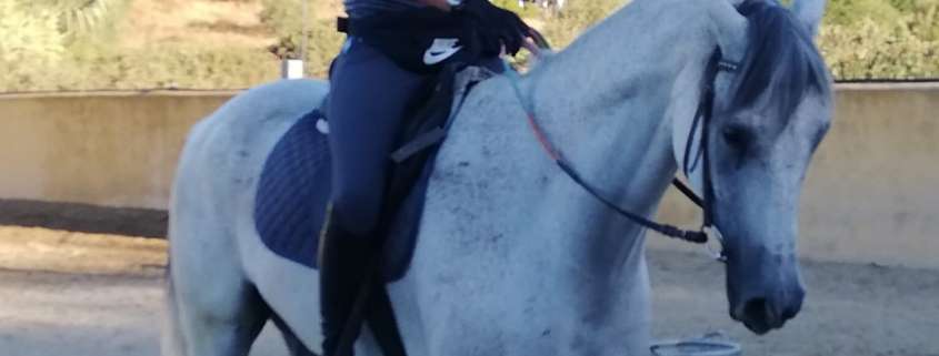 Photos of workshop at Ranch Siesta Los Rubios horse riding Estepona