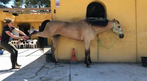 equine osteopath