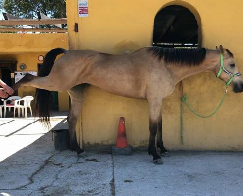 equine osteopath