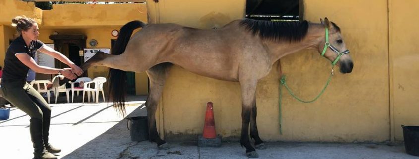 equine osteopath