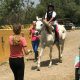 Endurance riding trial