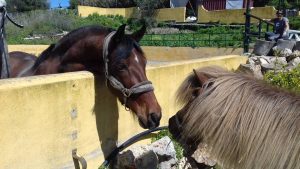 new horses at Ranch Siesta Los Rubios Estepona