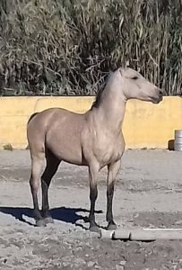 new horses at Ranch Siesta Los Rubios