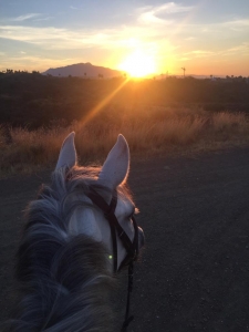Horses of Estepona