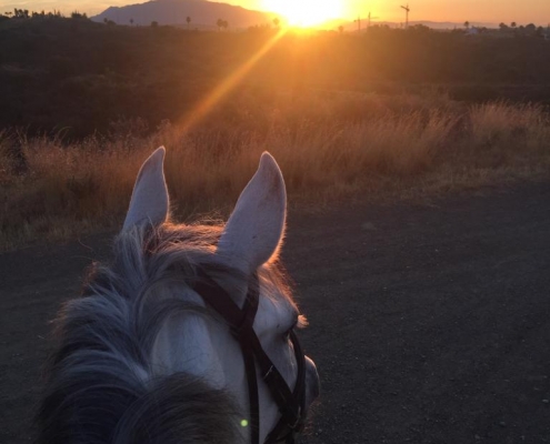 Horses of Estepona