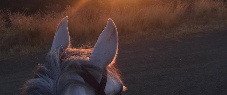 Horses of Estepona