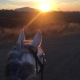 Horses of Estepona