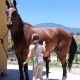 Rehabilitating horses - Ranch Siesta Los Rubios