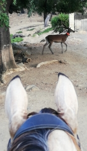When Bambina met Bambi the deer Estepona