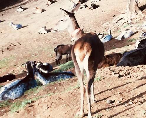 Deer in the hills