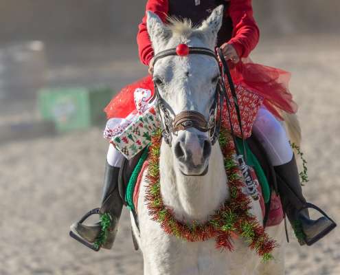 Kids riding lessons Estepona