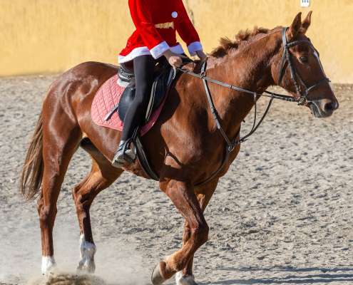 Kids riding lessons Estepona
