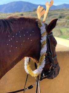 Horse riding Costa Del Sol