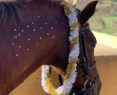 Horse riding Costa Del Sol