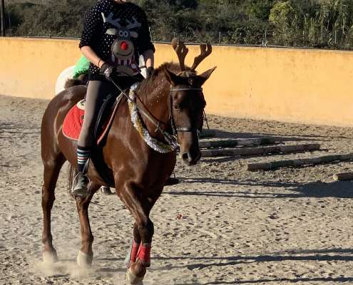 Kids riding lessons Estepona
