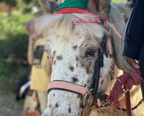 Horse riding Costa Del Sol