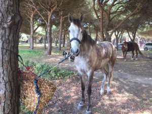 ranch Siesta Los Rubios beach horse riding tarifa on a day trip for experienced riders