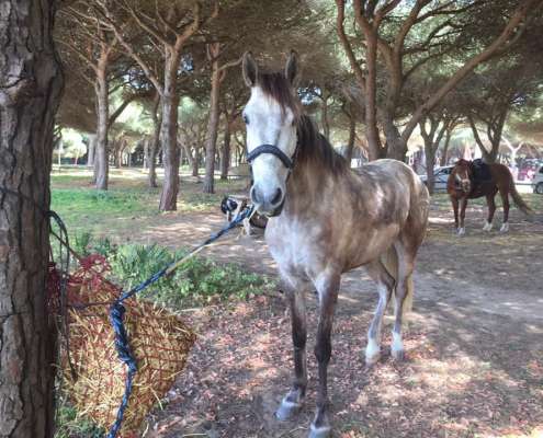 ranch Siesta Los Rubios beach horse riding tarifa on a day trip for experienced riders