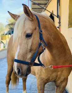 Ranch Siesta Los Rubios horse riding - Enya