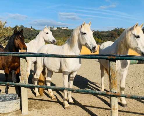 ranch siesta los rubios the beatles