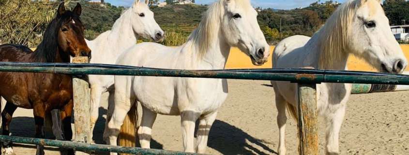 ranch siesta los rubios the beatles