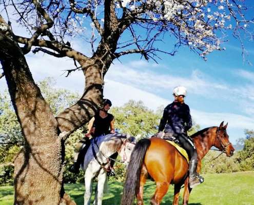 spring blossom estepona