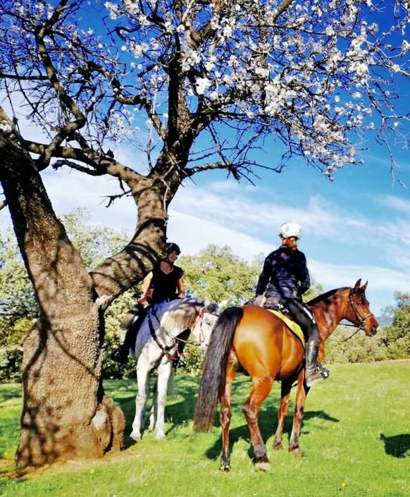spring blossom estepona