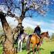 spring blossom estepona