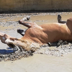 Ranch Siesta Los Rubios Estepona horse riding weather in Spain muddy horses