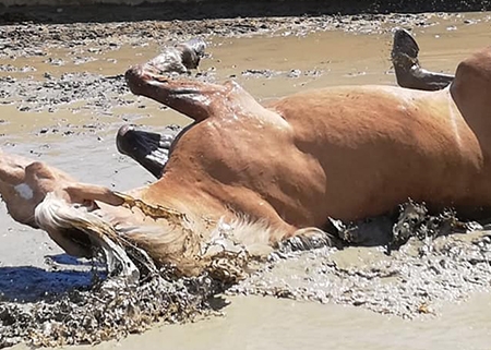 Ranch Siesta Los Rubios Estepona horse riding weather in Spain muddy horses