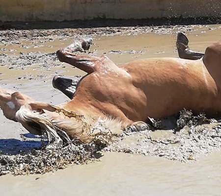 Ranch Siesta Los Rubios Estepona horse riding weather in Spain muddy horses