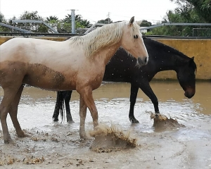 Ranch Siesta Los Rubios Estepona horse riding weather in Spain muddy horses