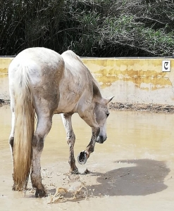 Ranch Siesta Los Rubios Estepona horse riding weather in Spain muddy horses