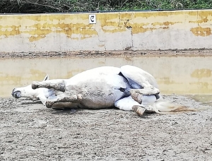 Ranch Siesta Los Rubios Estepona horse riding weather in Spain muddy horses