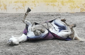 Ranch Siesta Los Rubios Estepona horse riding weather in Spain muddy horses