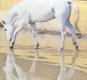 Ranch Siesta Los Rubios Estepona horse riding weather in Spain muddy horses