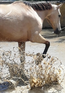 Ranch Siesta Los Rubios Estepona horse riding weather in Spain muddy horses