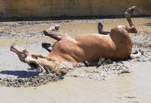 Ranch Siesta Los Rubios Estepona horse riding weather in Spain muddy horses