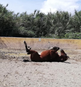 Ranch Siesta Los Rubios Estepona horse riding weather in Spain muddy horses