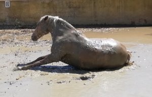 Ranch Siesta Los Rubios Estepona horse riding weather in Spain muddy horses