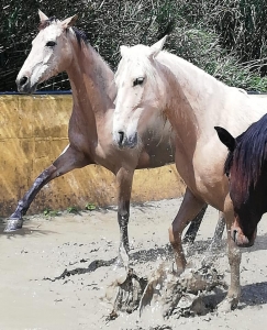 Ranch Siesta Los Rubios Estepona horse riding weather in Spain muddy horses