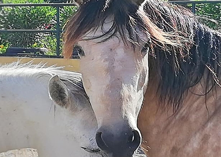 Ranch Siesta Los Rubios Estepona ruta de caballos horse riding stables