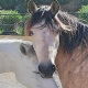 Ranch Siesta Los Rubios Estepona ruta de caballos horse riding stables