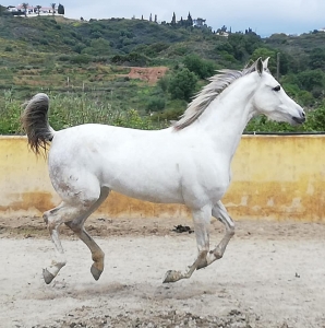 Ranch Siesta Los Rubios Estepona ruta de caballos horse riding stables